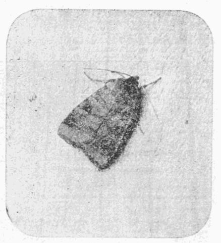 Fig. 10.