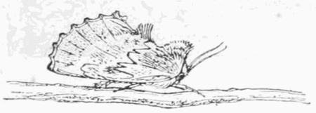 Fig. 11.