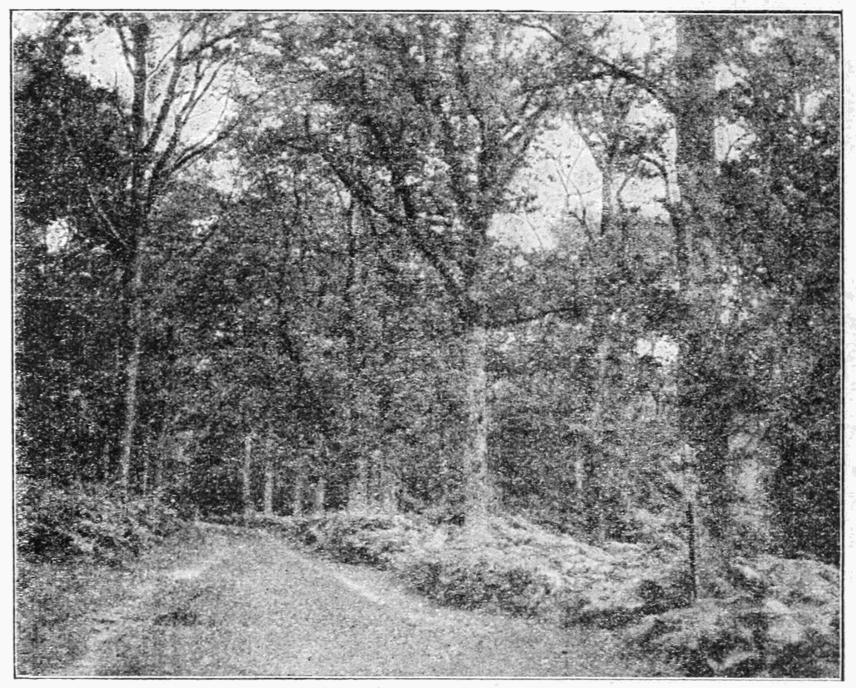 Fig. 12.