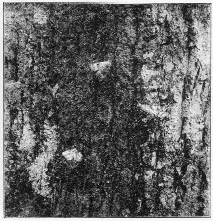 Fig. 13.