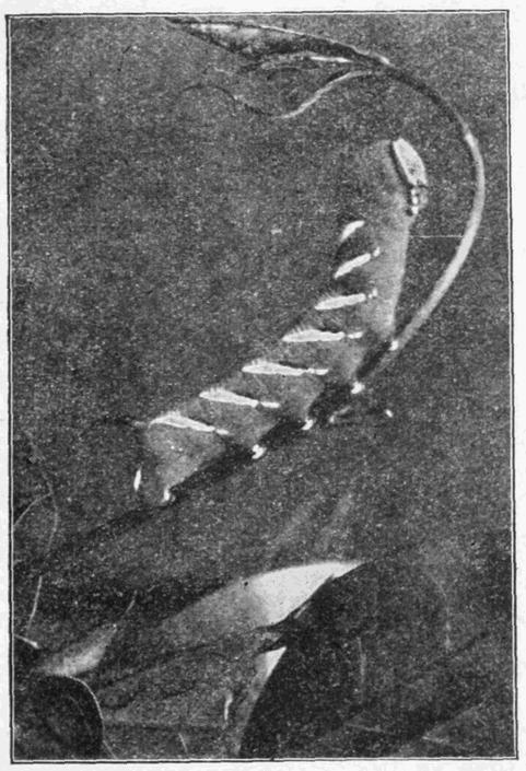 Fig. 15.