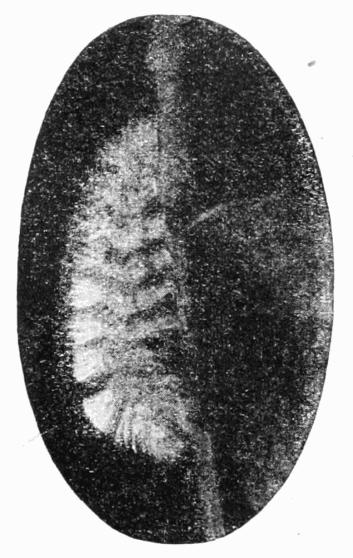 Fig. 16.
