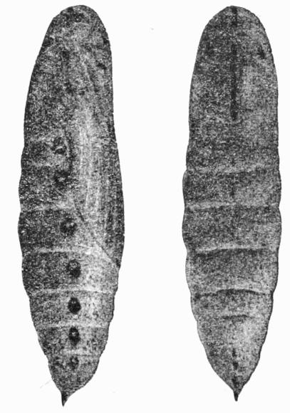 Fig. 18.