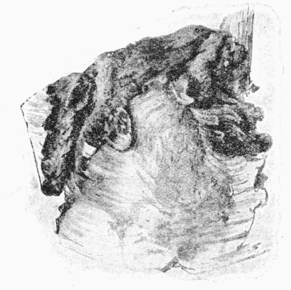 Fig. 19.