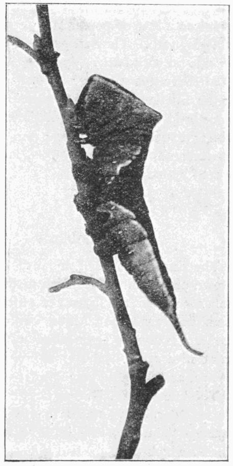 Fig. 20.
