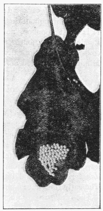 Fig. 21.
