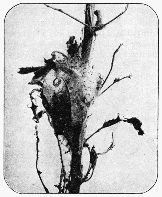 Fig. 22.