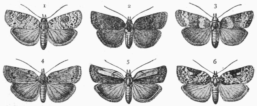 Fig. 23.
