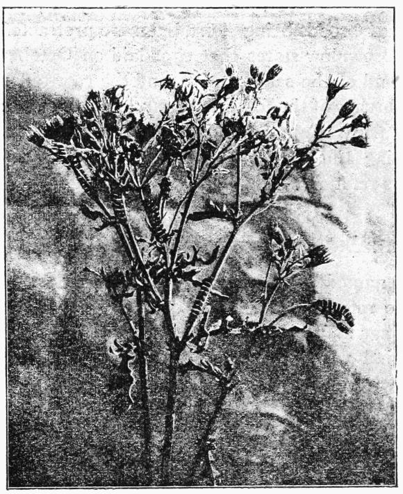 Fig. 24.