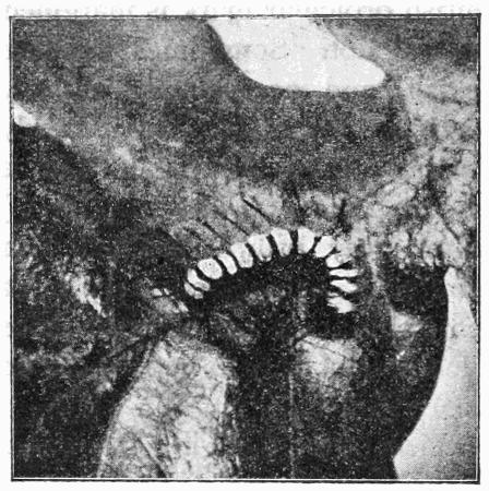 Fig. 26.
