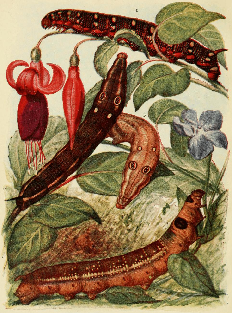 Plate 1