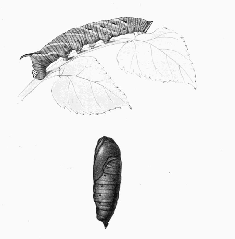 Plate 2
