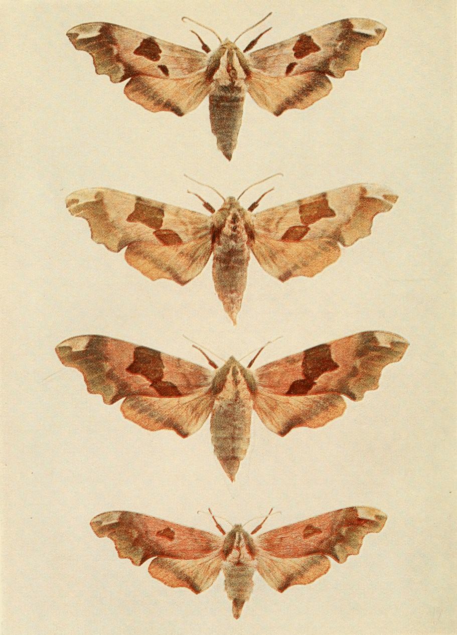 Plate 3