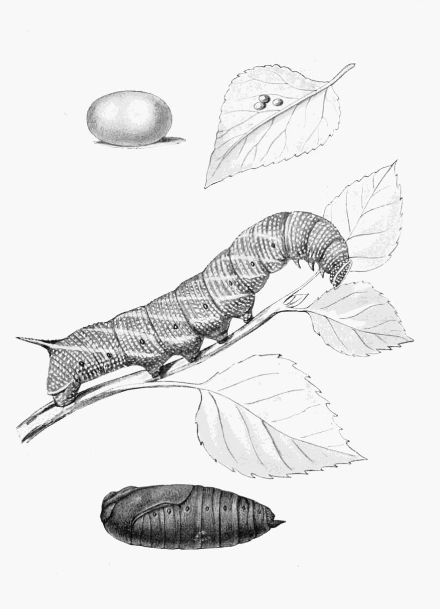 Plate 4