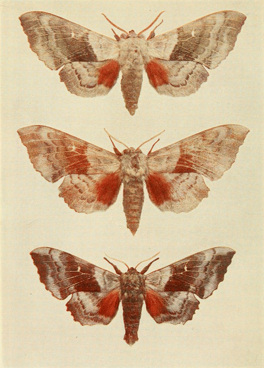 Plate 5