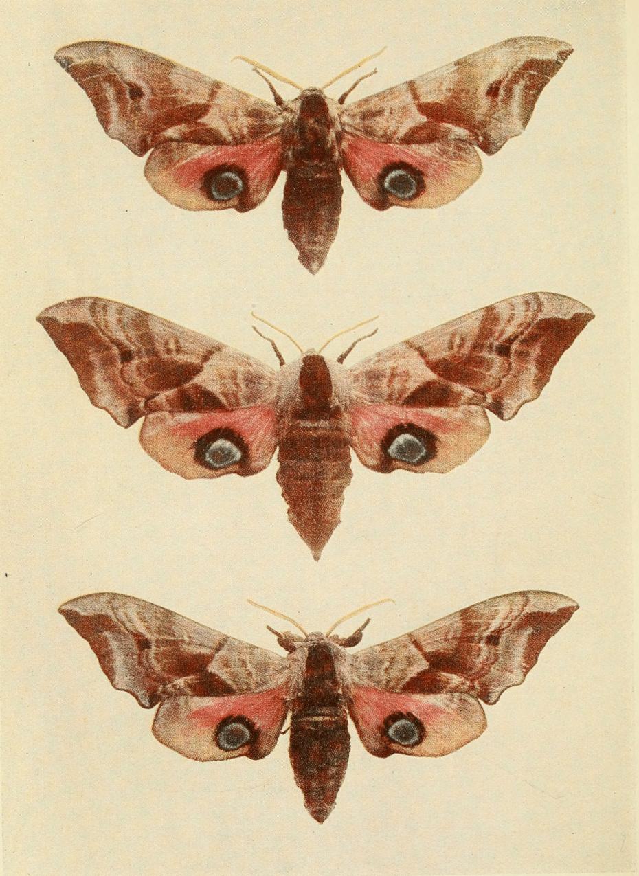 Plate 7