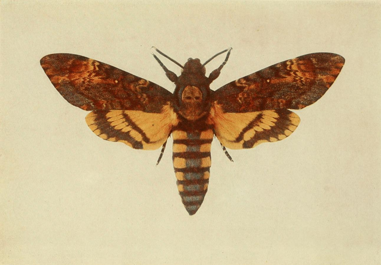 Plate 8