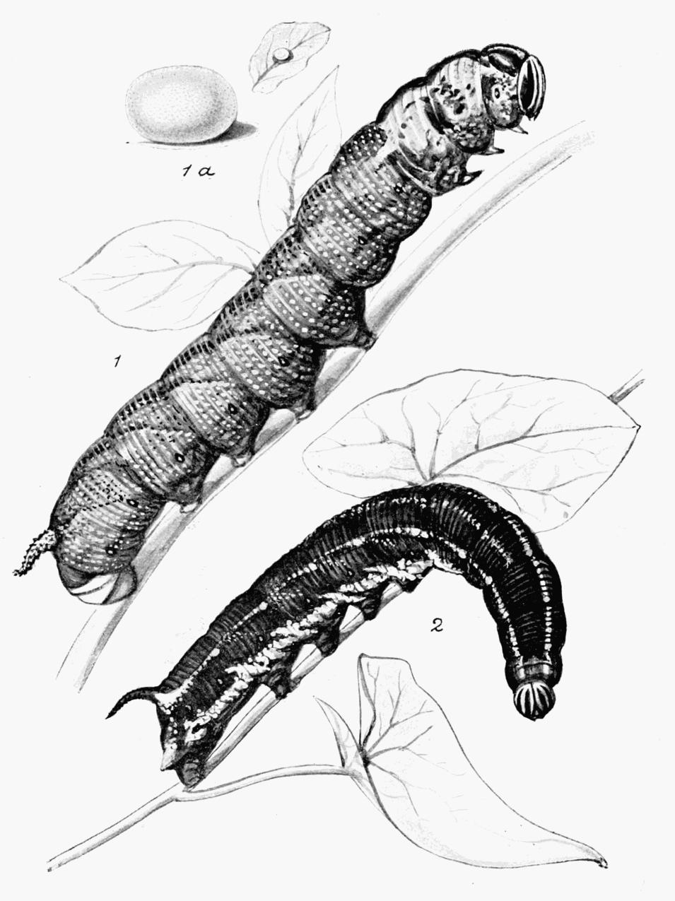Plate 9
