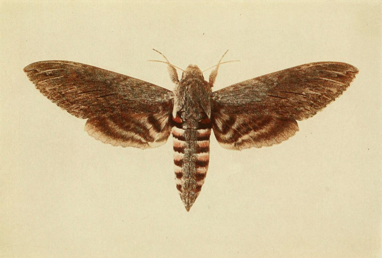 Plate 10