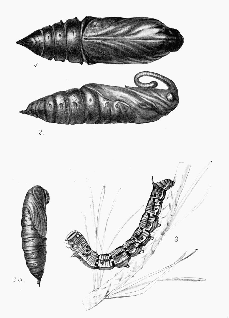 Plate 11