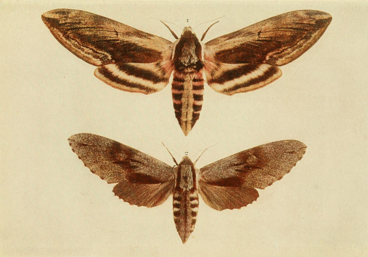 Plate 12