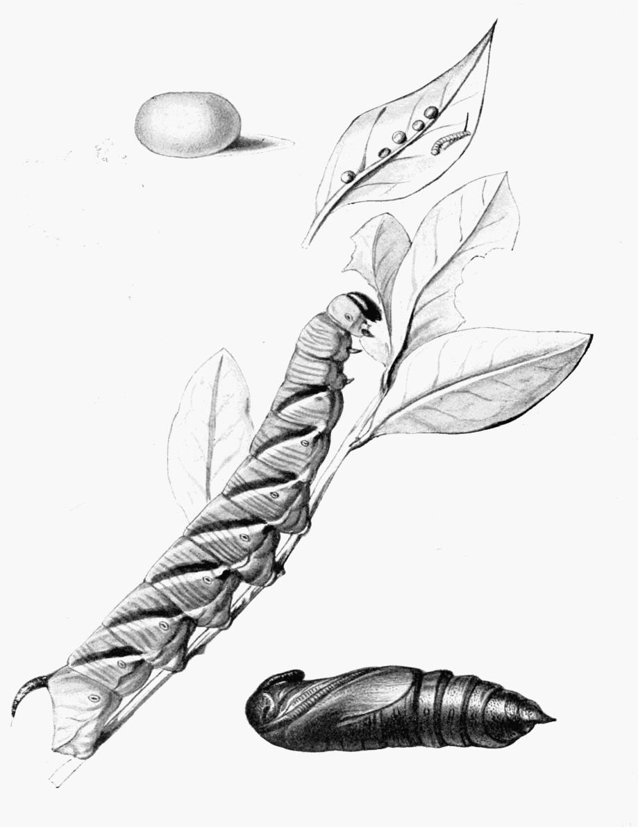 Plate 13