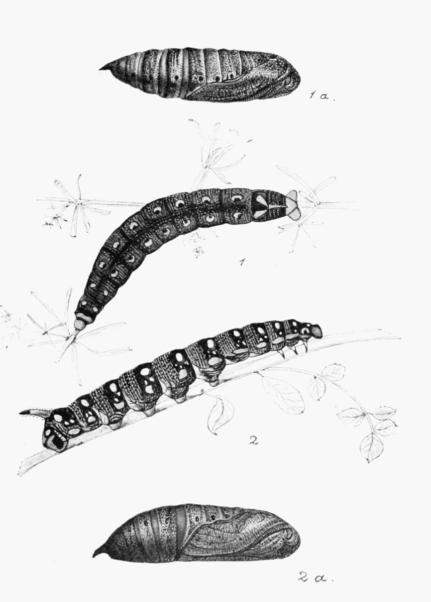 Plate 14