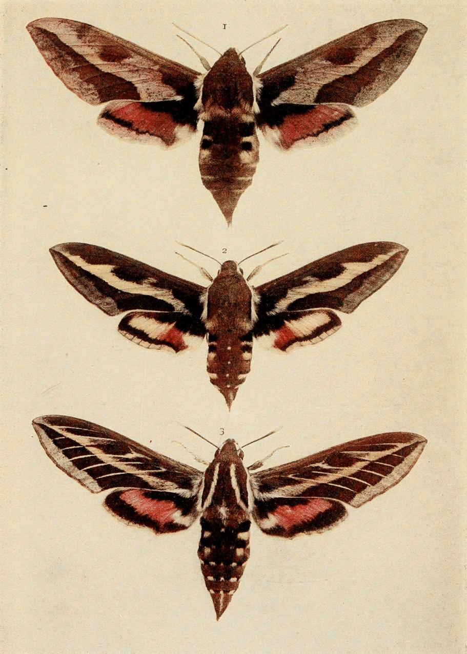 Plate 15