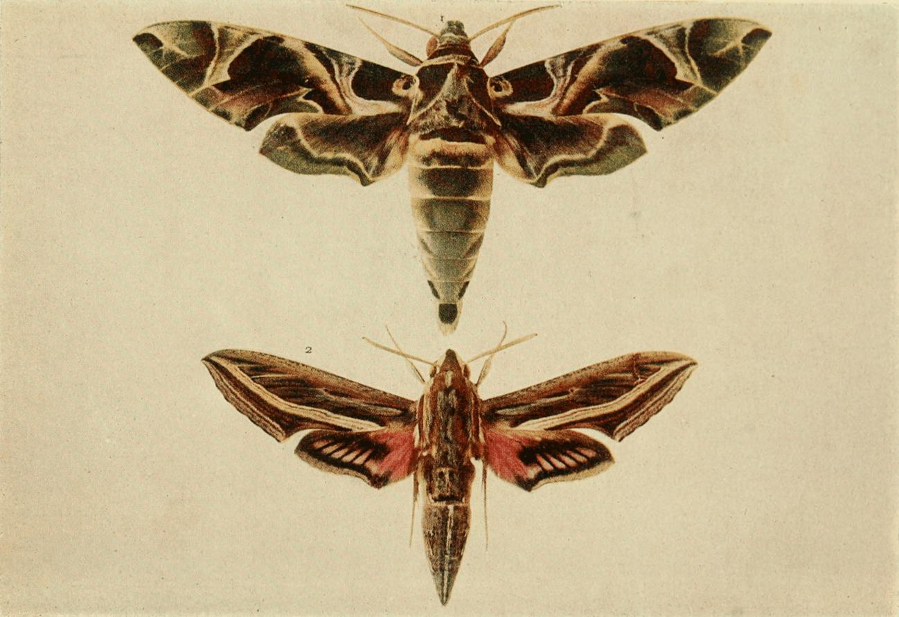 Plate 16