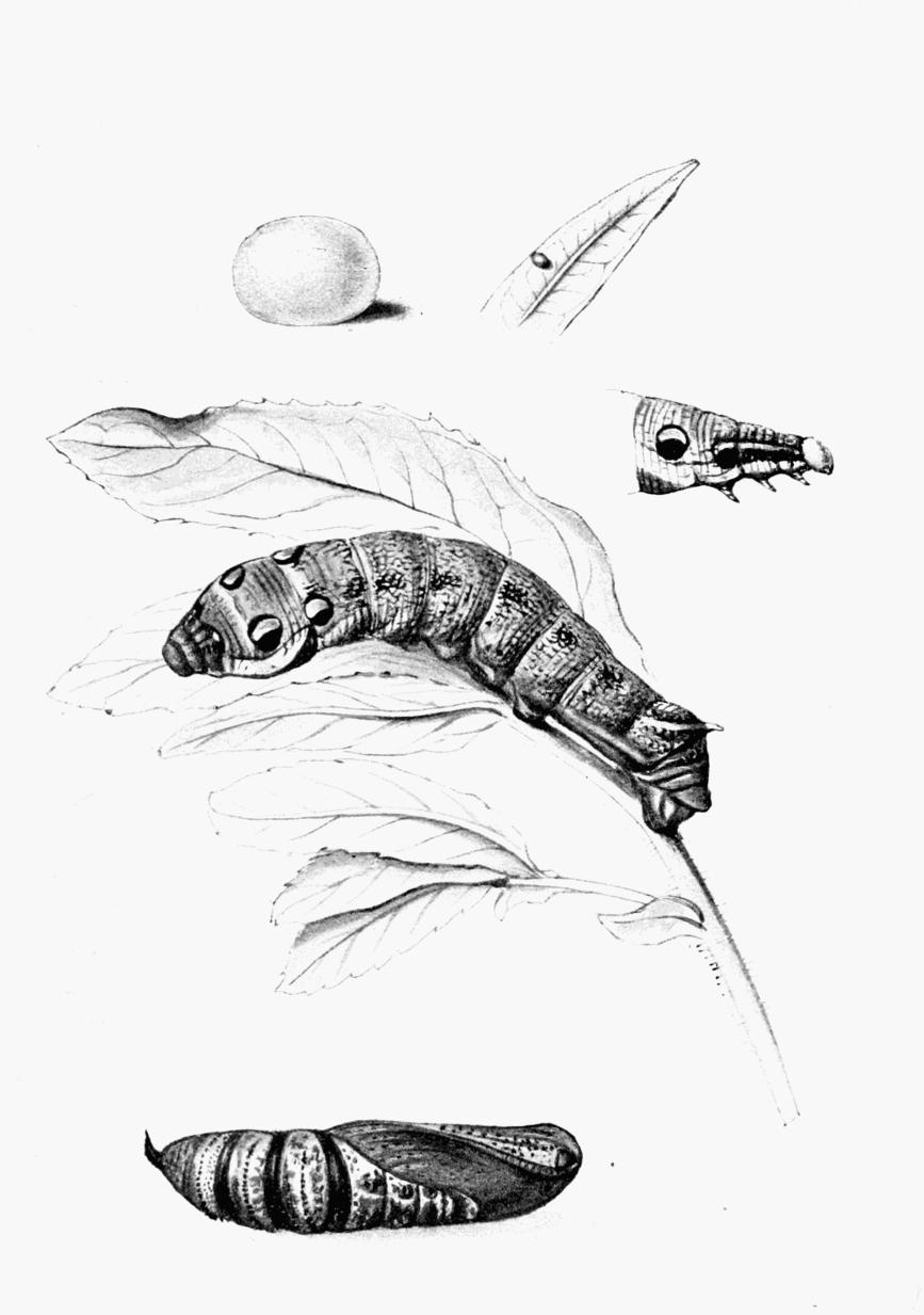 Plate 17