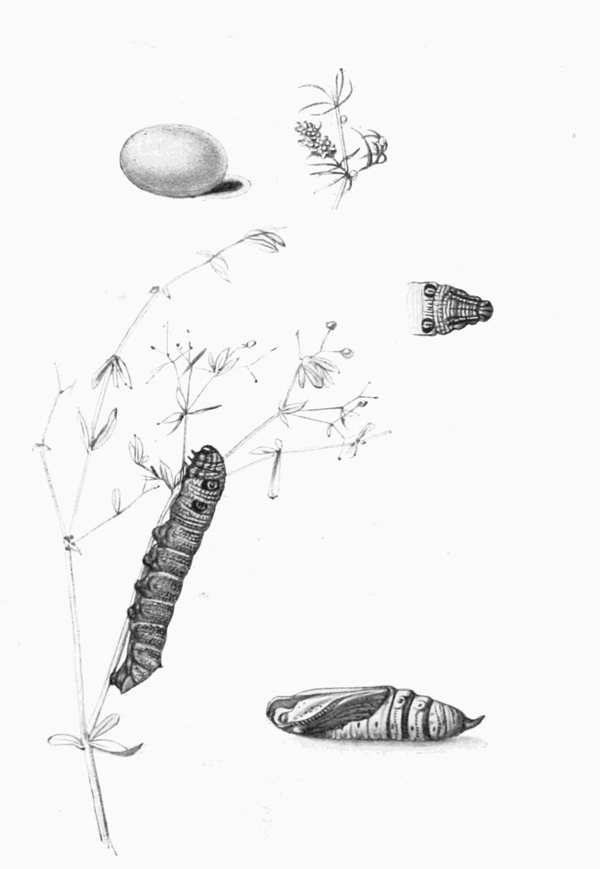 Plate 18