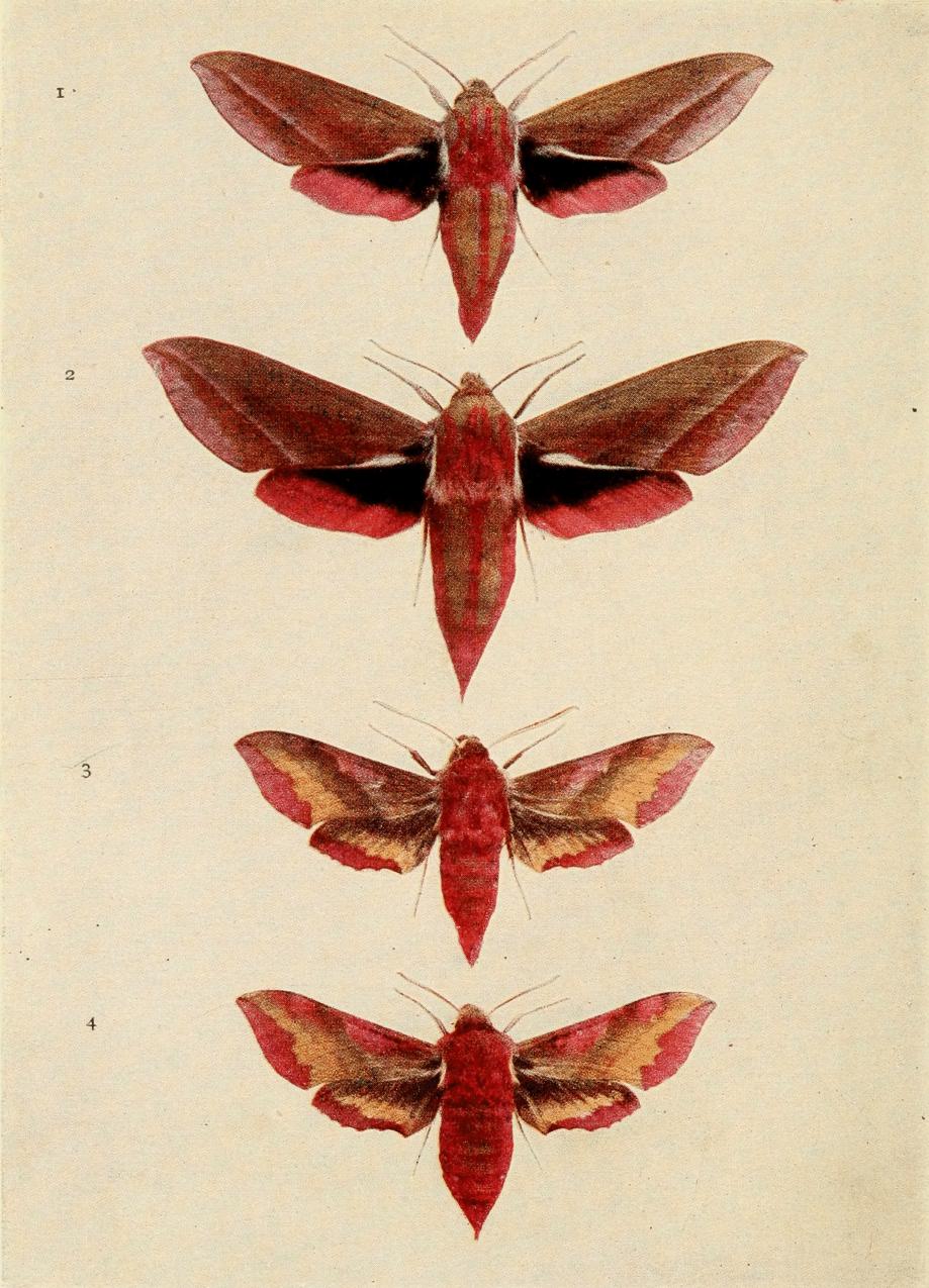 Plate 19