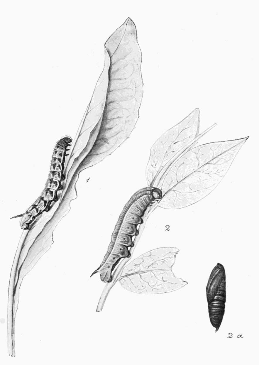Plate 20