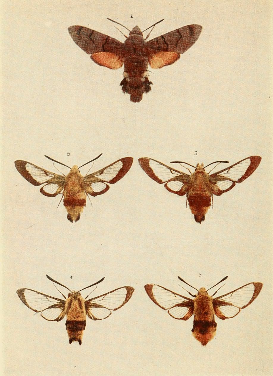 Plate 21