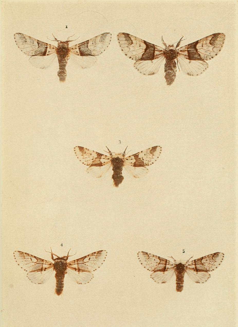 Plate 22