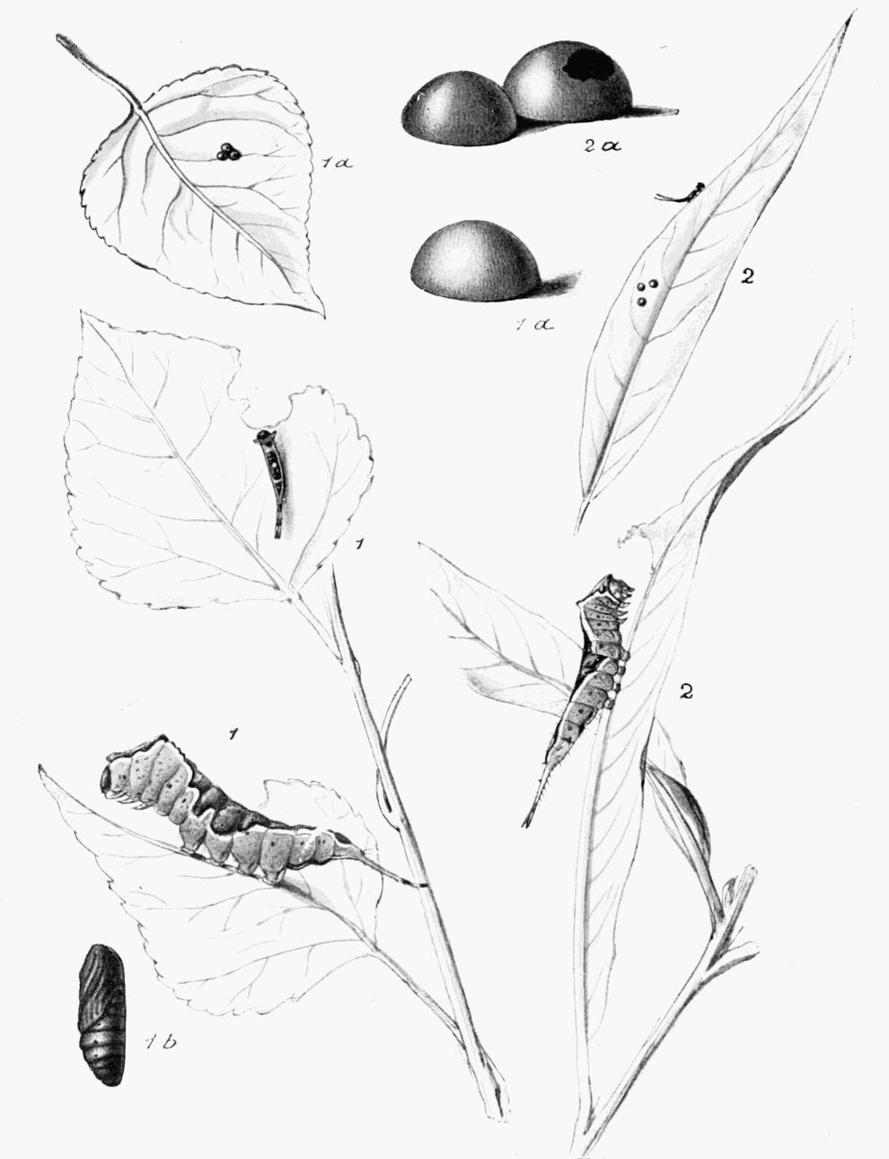 Plate 23