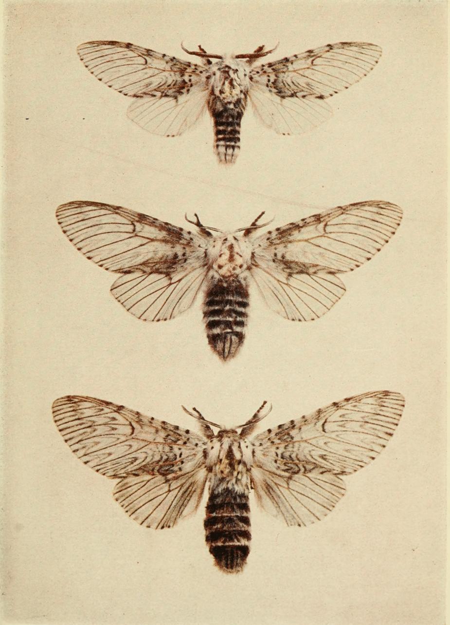 Plate 24