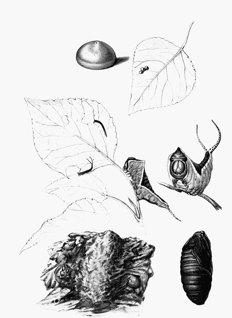 Plate 25