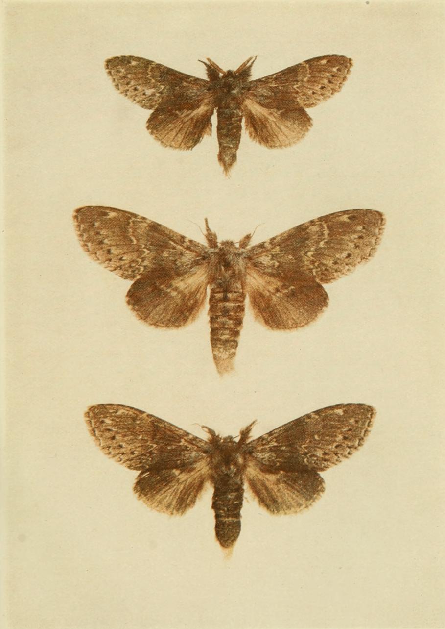 Plate 26