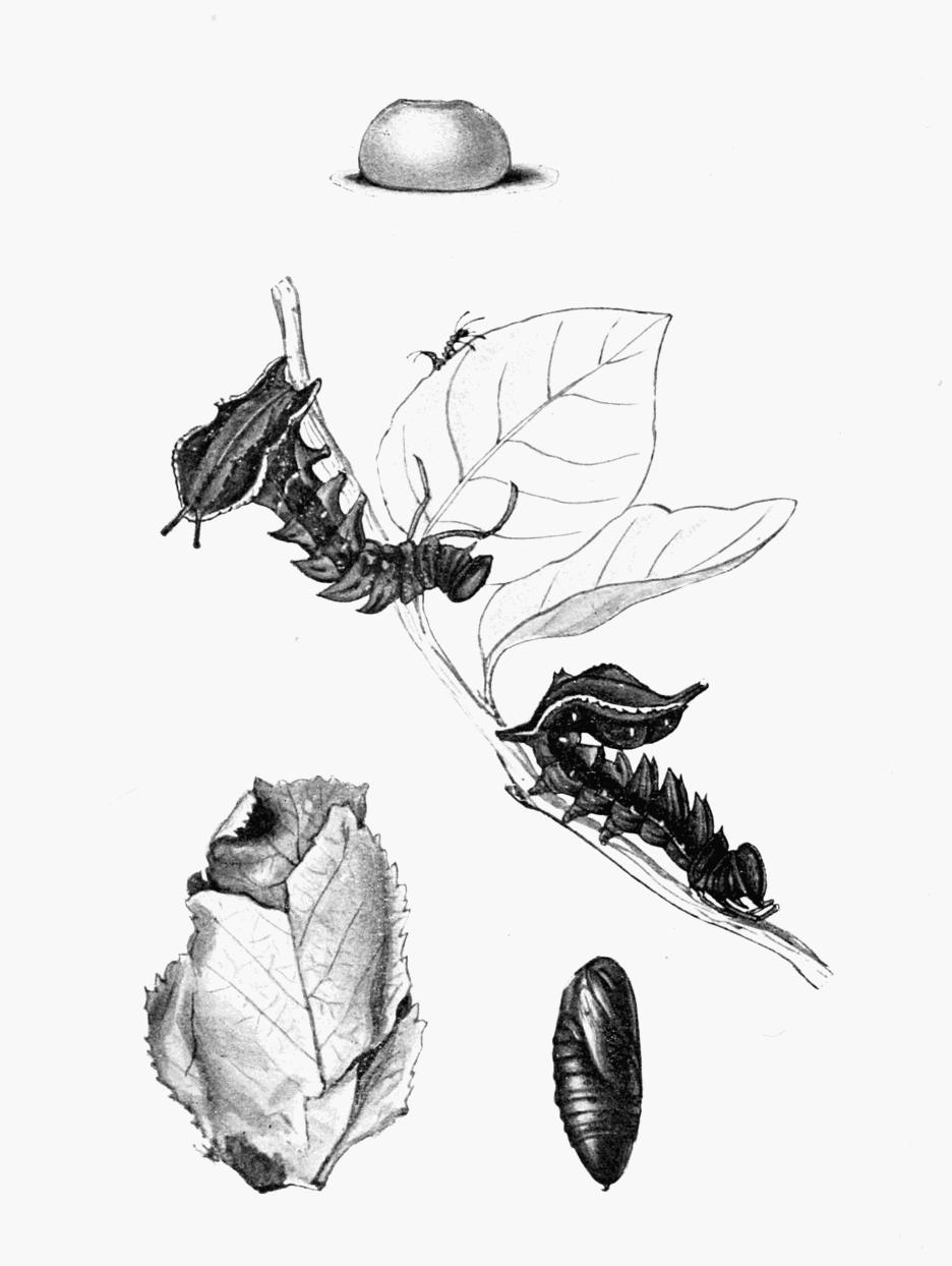Plate 27