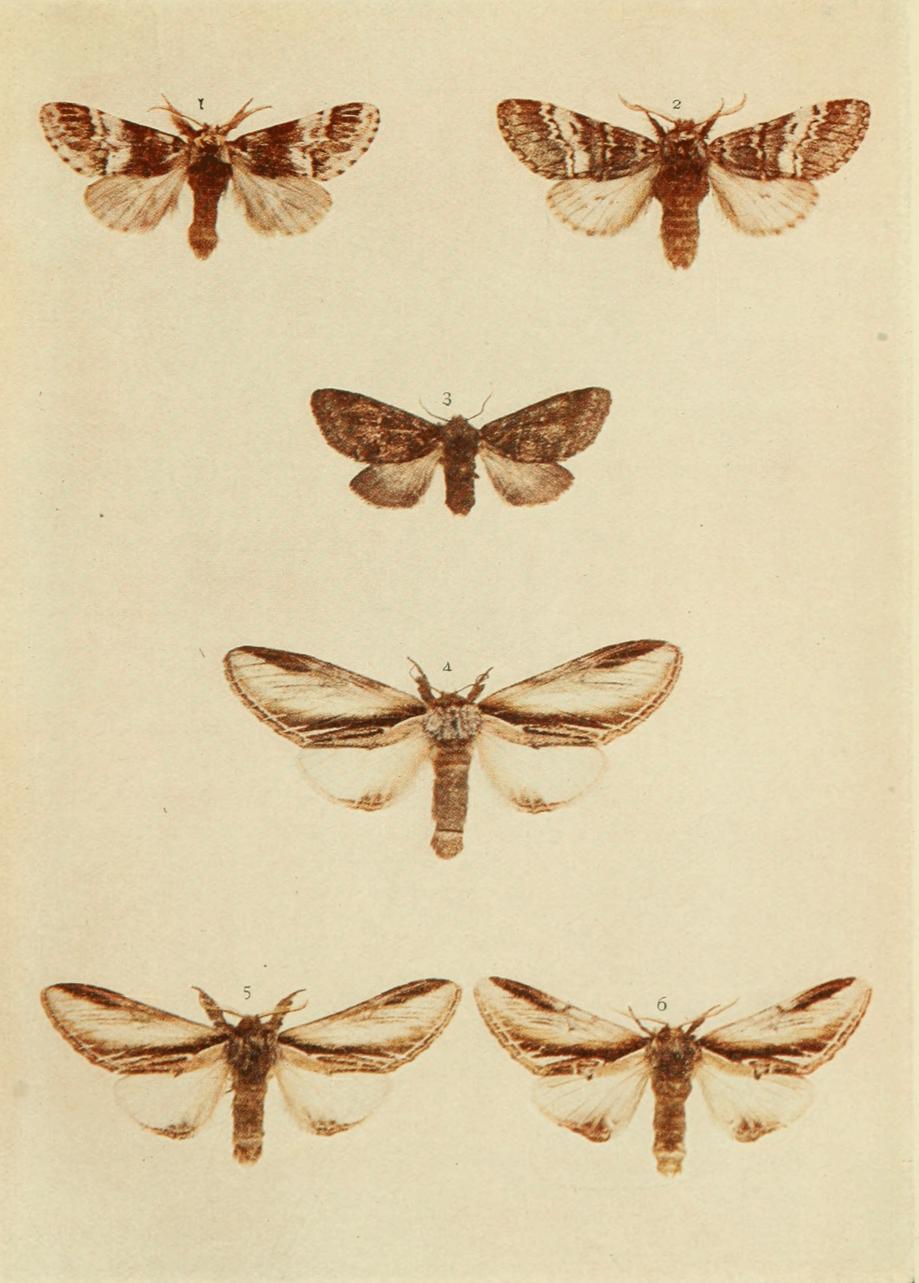 Plate 28