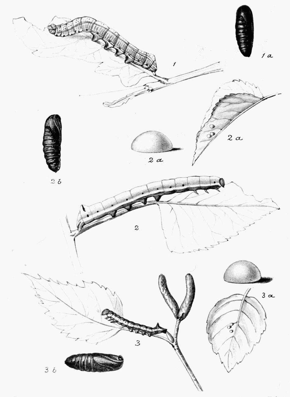 Plate 29