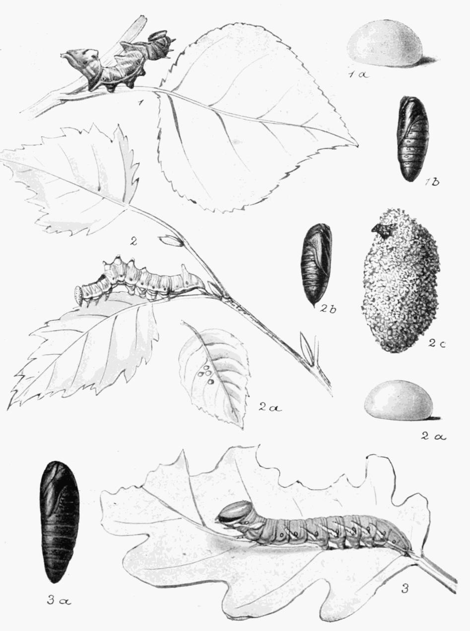 Plate 30