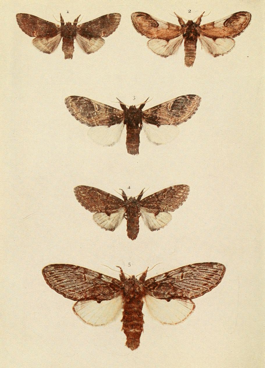Plate 31