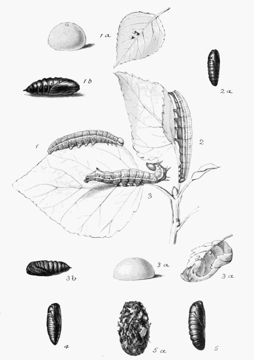 Plate 32