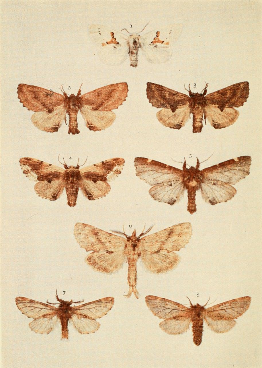 Plate 33