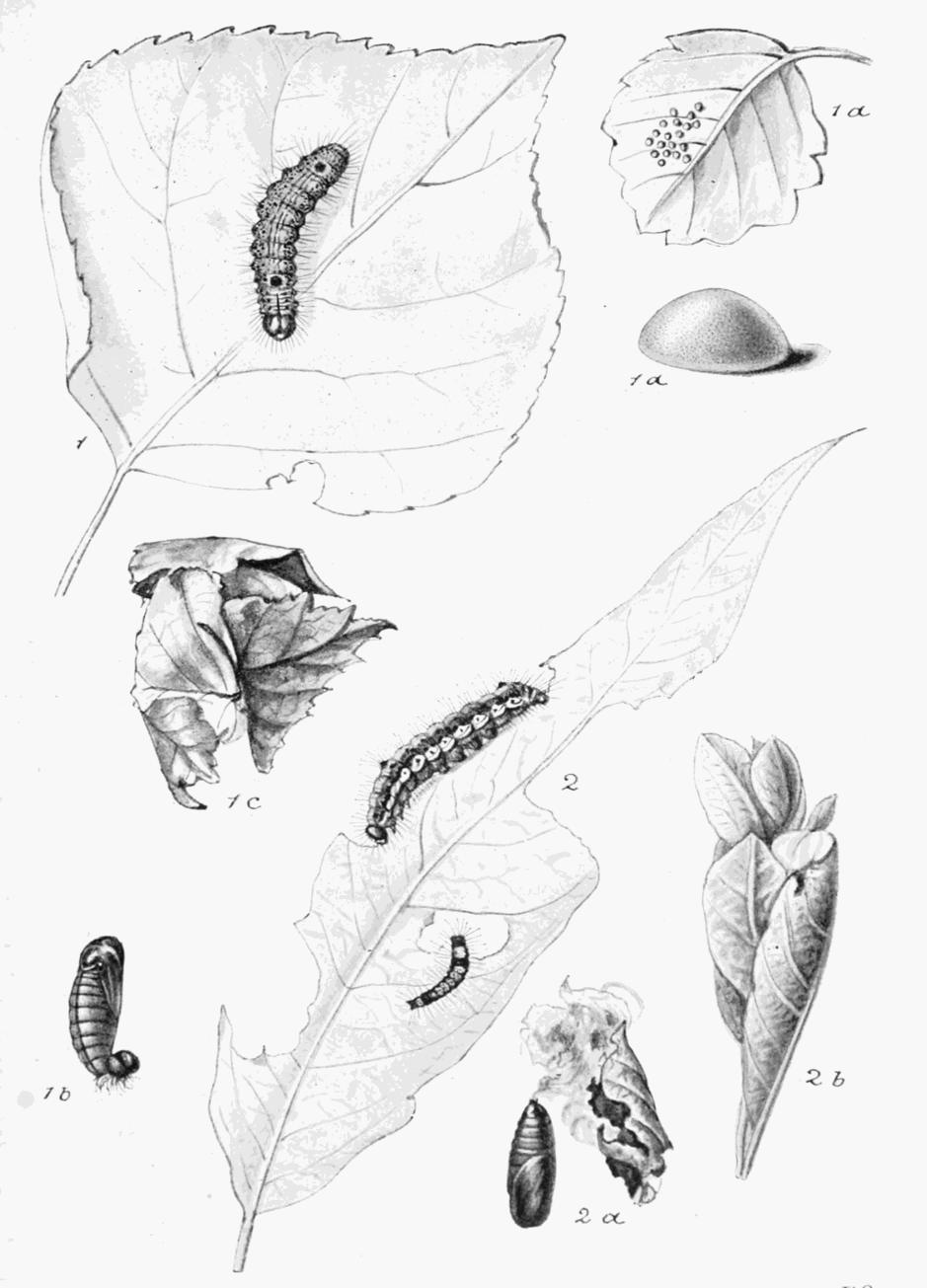Plate 34