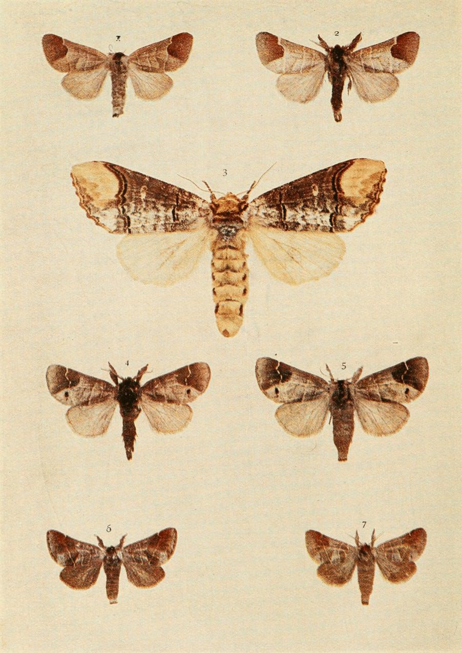 Plate 35