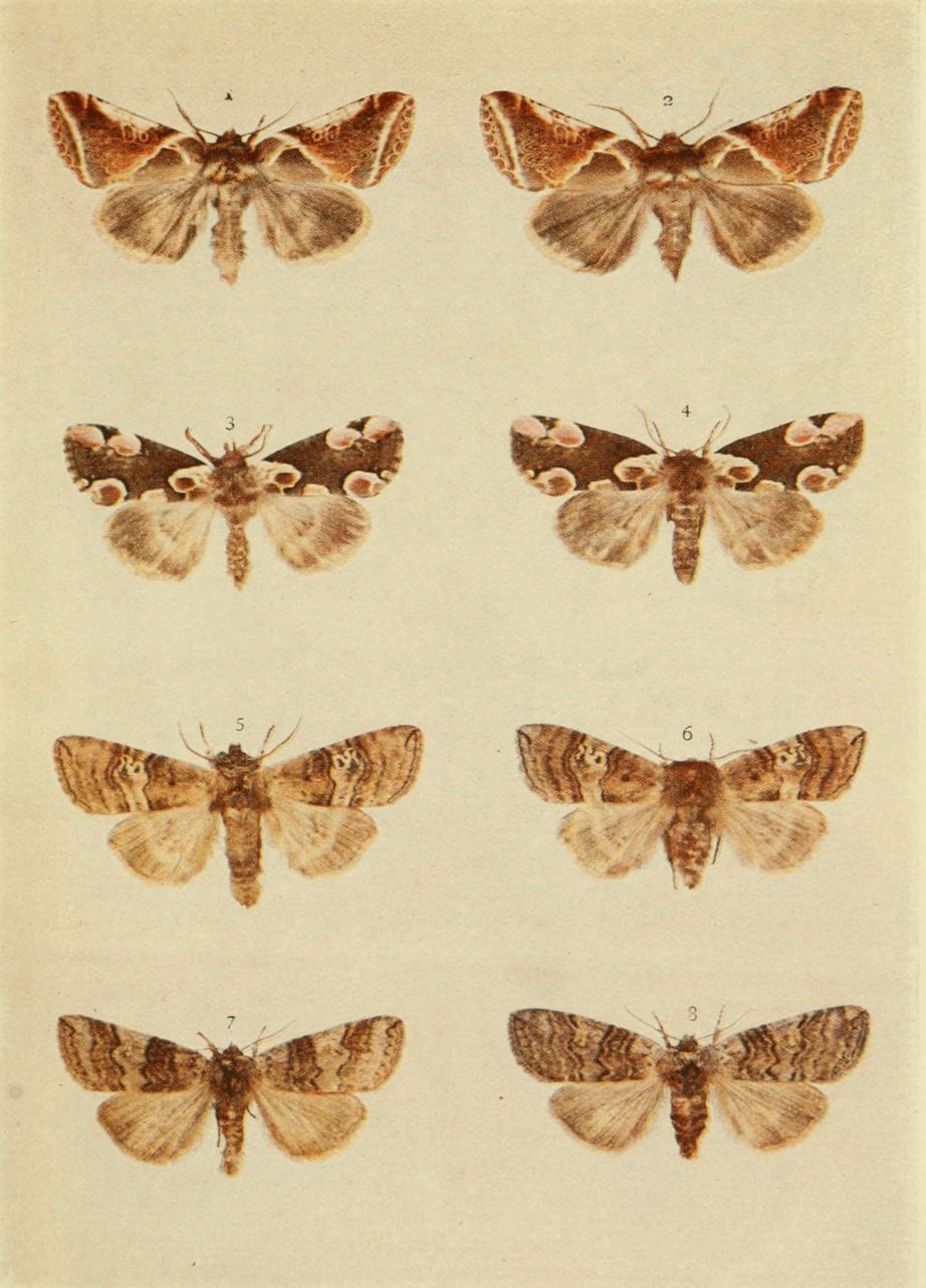 Plate 36