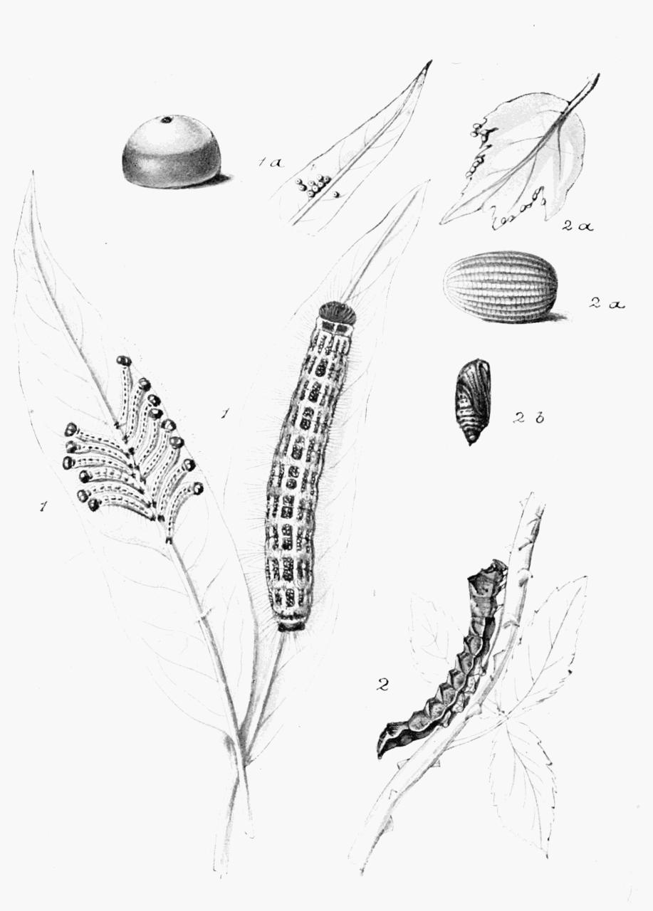 Plate 37